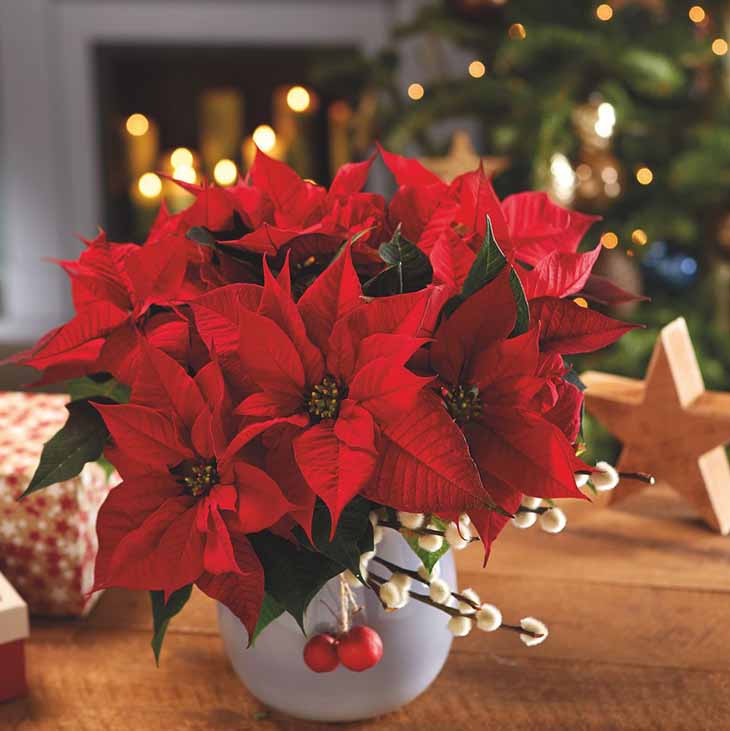 Ein Strauß Weihnachtssterne - Quelle: spm