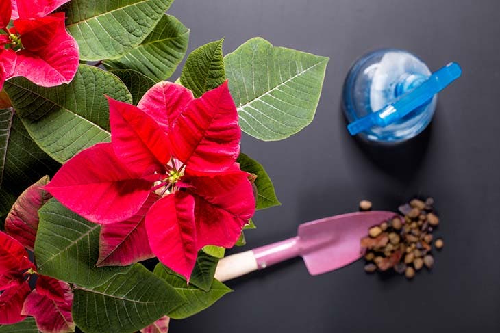 Weihnachtssternpflege – Quelle: spm