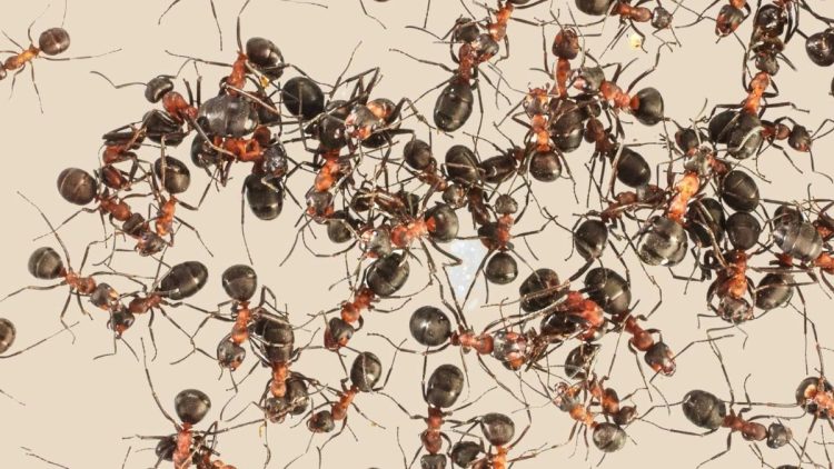 Wie wird man Ameisen zu Hause los, ohne sie zu töten?