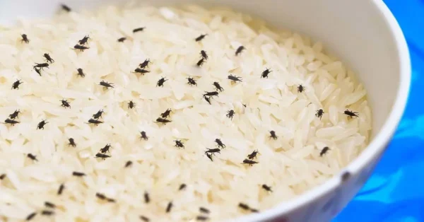 Wie wird man Schrankreiskäfer los?