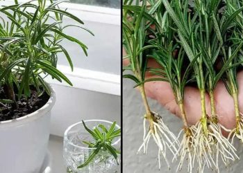 Wie züchtet man Rosmarin aus Stecklingen in Wasser und pflanzt sie in Töpfe um?