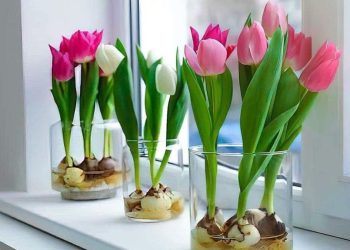 Wie züchtet man Tulpen im Wasser?