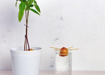 Wie züchtet man eine Avocado aus einem Kern?