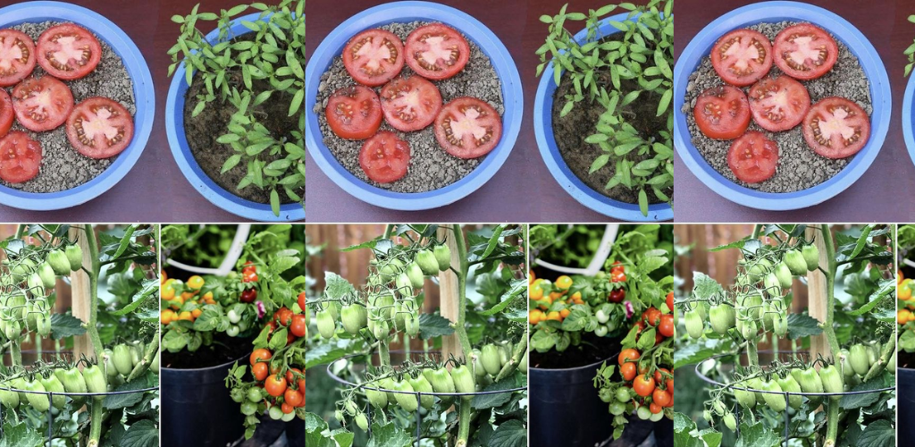 Wie züchtet man eine gesunde und starke Tomatenpflanze? Speichern Sie diesen Artikel