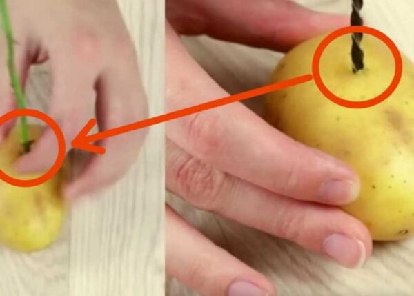 Wie züchtet man einen Rosenstängel in einer Kartoffel?