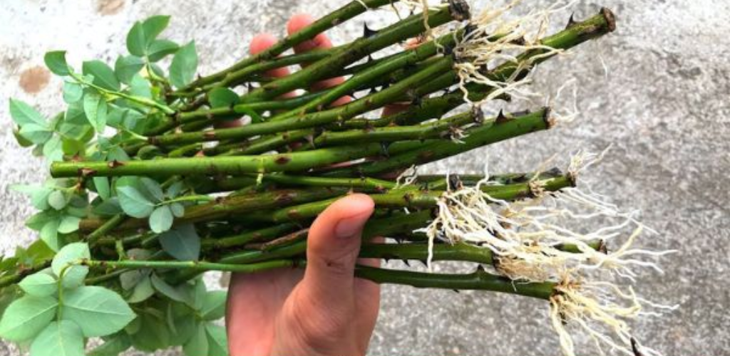 Wie züchtet man einstämmige Rosen?