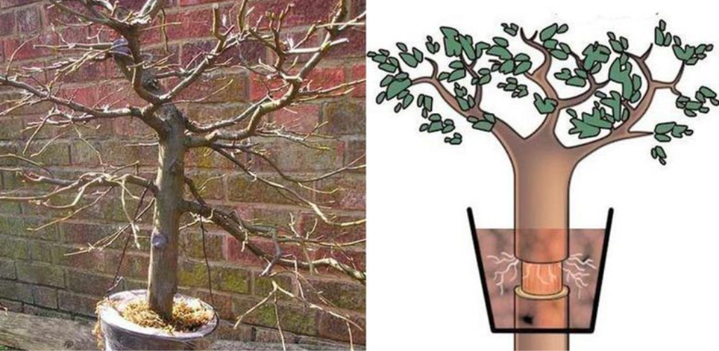 Wiederbelebung eines Baumes mit beschädigter Rinde: Ein umfassender Leitfaden