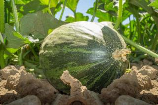 Wintermelone - Weihnachtsgrün - Ernte