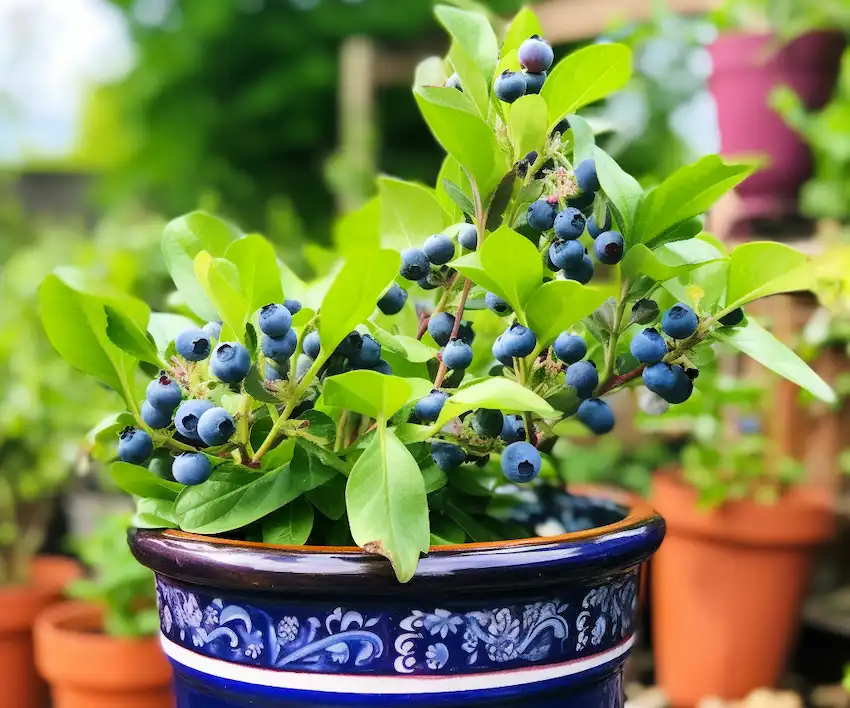 Blaubeerpflanze in einem Topf