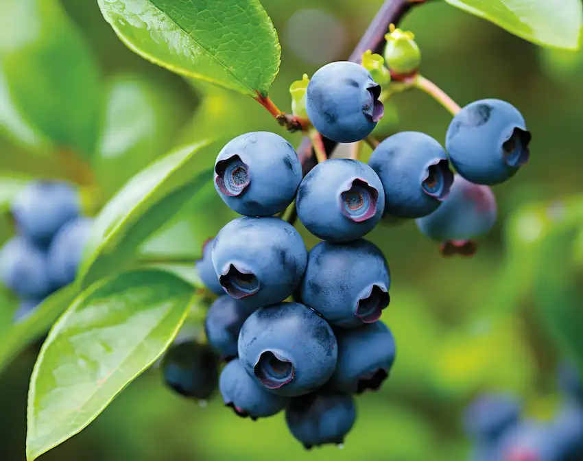 Blaubeeren
