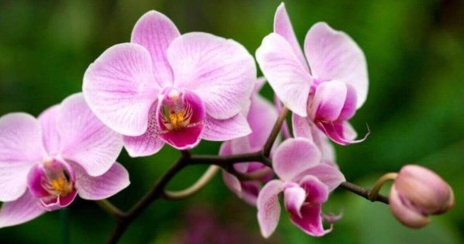 Wir zeigen Ihnen, wie Sie selbst Dünger herstellen, damit Ihre Orchideen die besten Blüten liefern