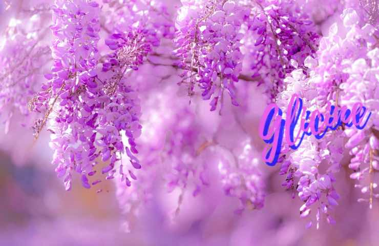 Wisteria: la planta trepadora con un aroma embriagador