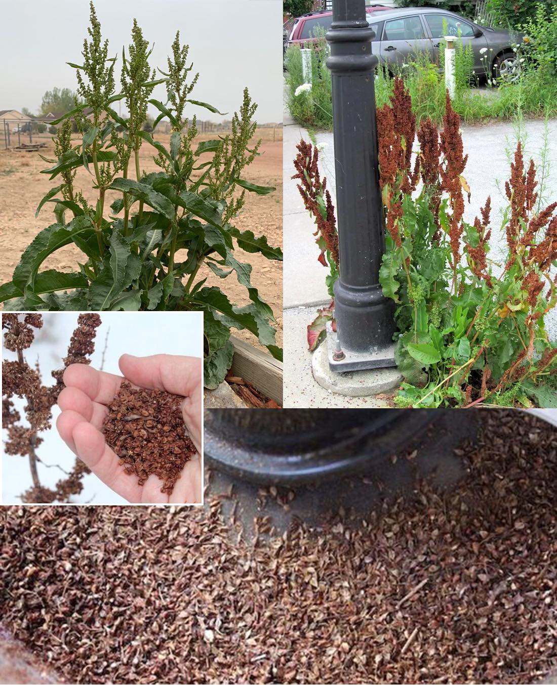 Wussten Sie, dass Sie aus Wildampfer Mehl herstellen können?