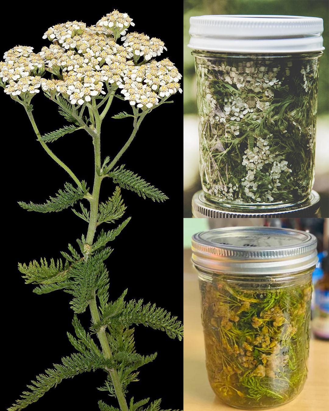 Yarroway: Das Kraut, das den Tag retten kann