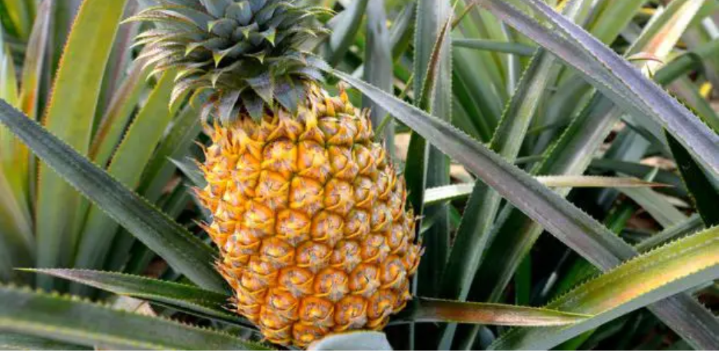 Züchten Sie Ihre eigene Ananas aus einer einzigen Frucht