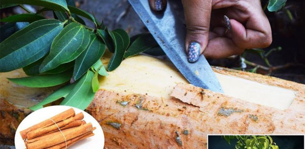 Züchten Sie Ihren eigenen Zimt: Eine Schritt-für-Schritt-Anleitung zum Anbau von Zimtbäumen zu Hause