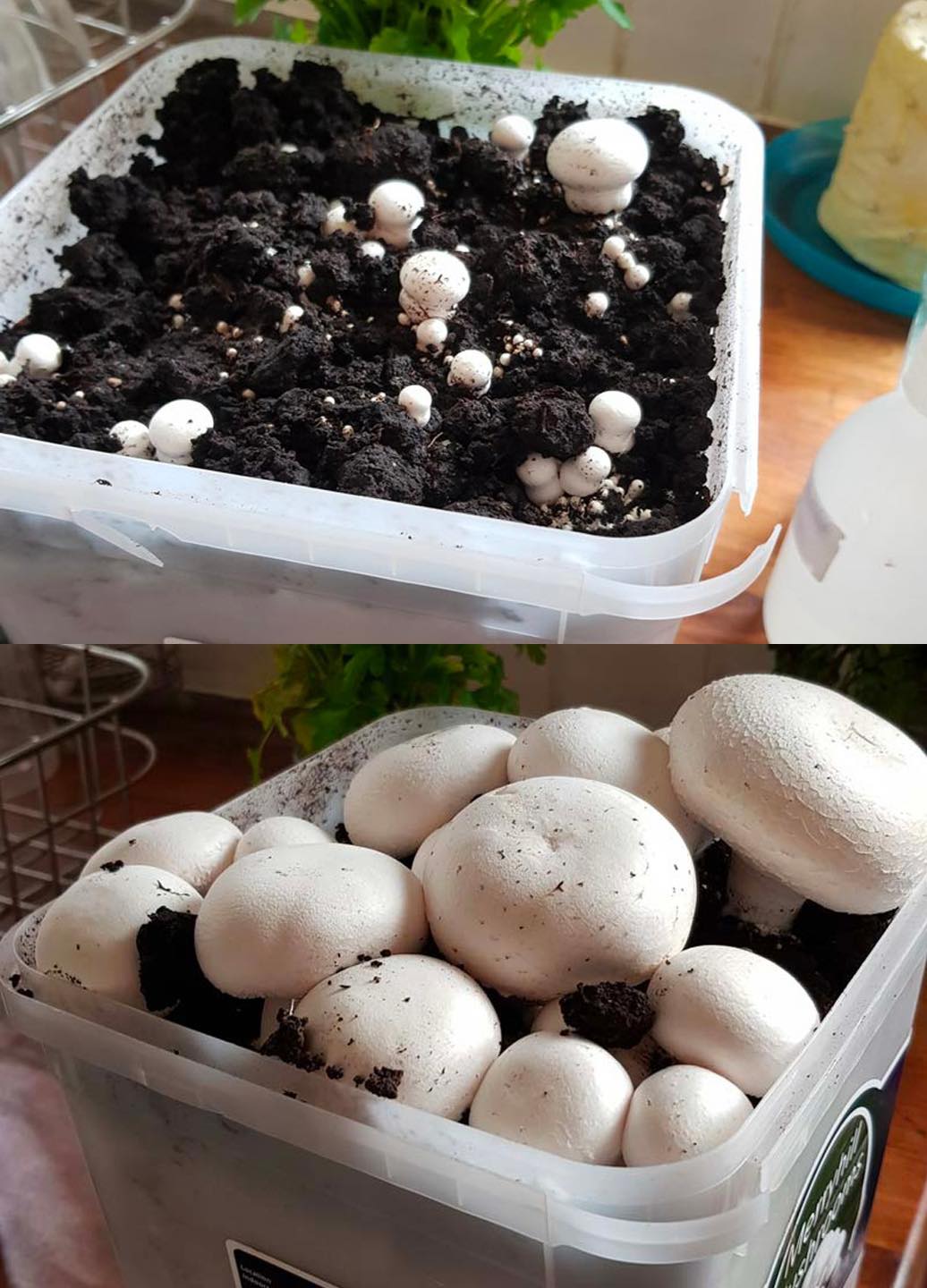 Züchten Sie zu Hause unzählige Pilze! Unglaublicher Trick mit Küchenabfällen!