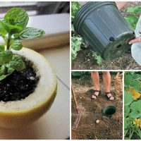 Zehn Geheimnisse erfahrener Gärtner, die die Gartenarbeit erleichtern!