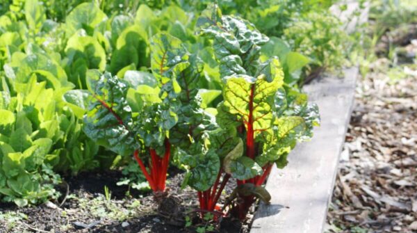 Zehn Tipps für die Verwaltung Ihres Gemüsegartens in Dürrezeiten