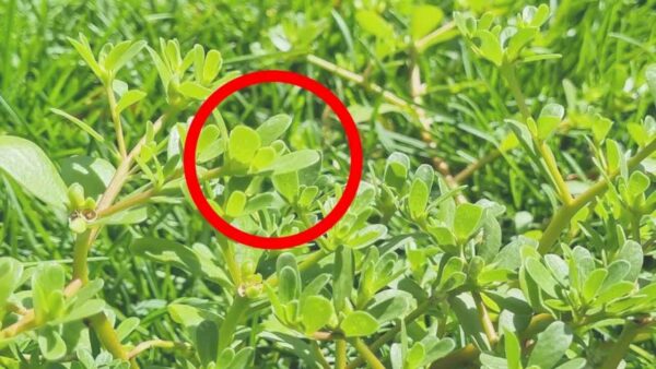 Zerreißen Sie ihn nicht, wenn Sie ihn im Garten sehen, er ist Gold wert: Leider kennen ihn nur wenige