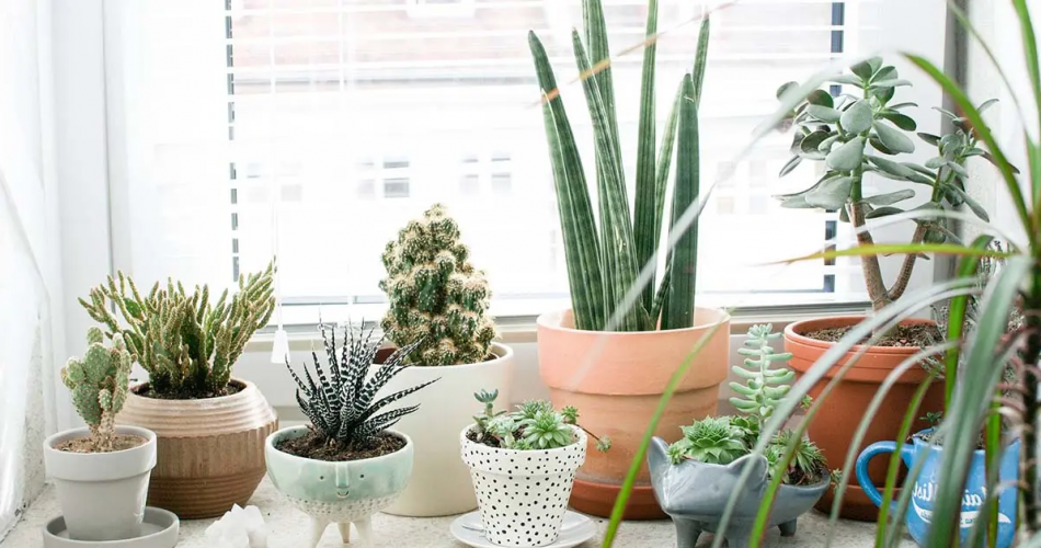 Zimmerpflanzen: 5 Tipps, wie Sie sie diesen Winter pflegen, damit sie nicht sterben