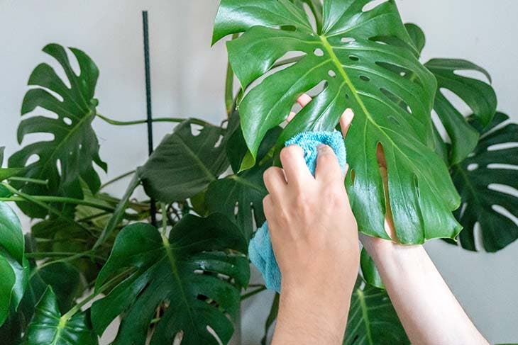 Zimmerpflanzen: 5 Tipps, wie Sie sie diesen Winter pflegen, damit sie nicht sterben 4 Reinigen Sie die Pflanzen