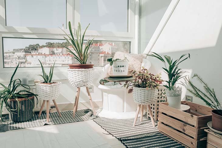 Zimmerpflanzen: 5 Tipps, wie Sie sie diesen Winter pflegen, damit sie nicht sterben 3 Zimmerpflanzen