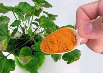 Zimmerpflanzen: Geben Sie einen Teelöffel dieses Produkts unter Ihre Pflanzen und sie werden blühen wie nie zuvor