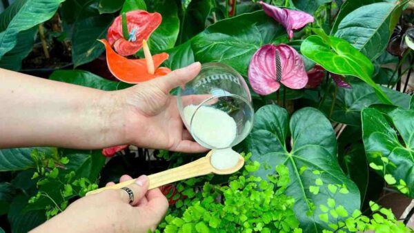 Zimmerpflanzen, wie man Insekten loswird: Mit einer Handvoll verschwinden sie alle