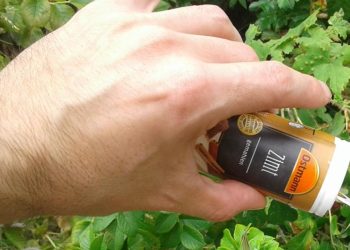 Zimt: Warum sollten wir ihn auf unsere Pflanzen streuen?