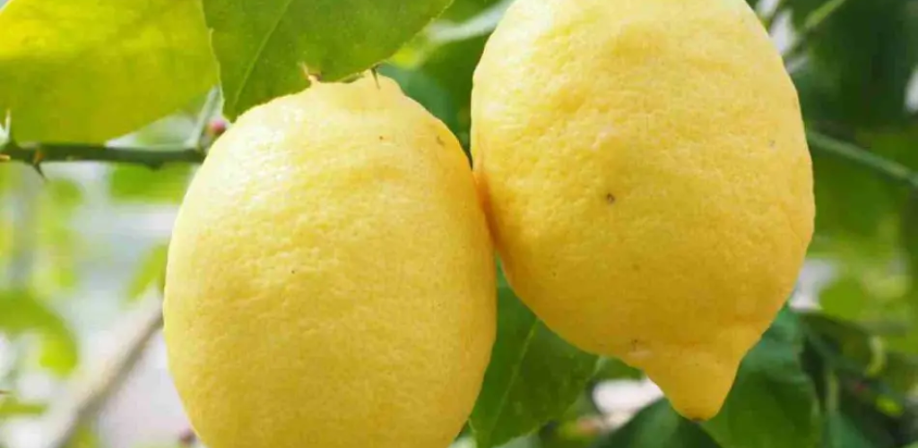 Zitronenbaum – Wenn er nicht wächst, finden Sie hier den genialen Trick, um ihn zu beschleunigen