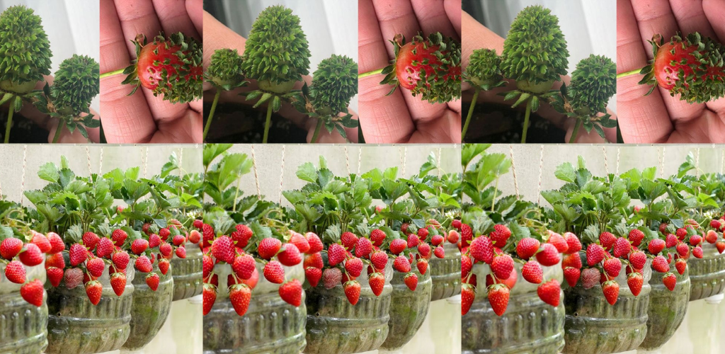 Zu Hause reichlich Erdbeeren in 5-Liter-Plastikflaschen anbauen: Das Erfolgsgeheimnis enthüllen