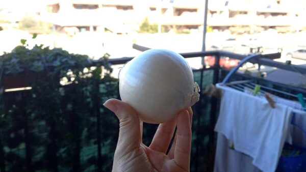 Zwiebel, lass es über Nacht auf dem Balkon: Es wird ein sehr lästiges Problem lösen