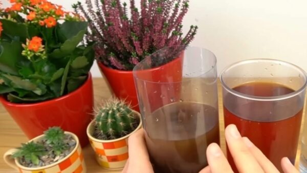 Überraschende Blüte mit diesen 2 Zutaten, die Sie in der Küche haben