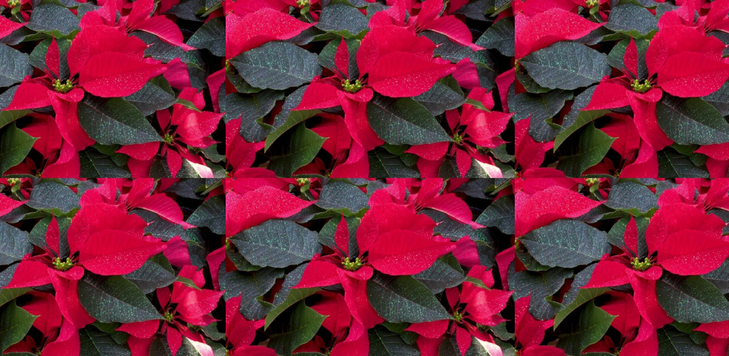 Üppiger Weihnachtsstern, sehen Sie, wie man ihn aus den Blättern vermehrt: Er blüht monatelang