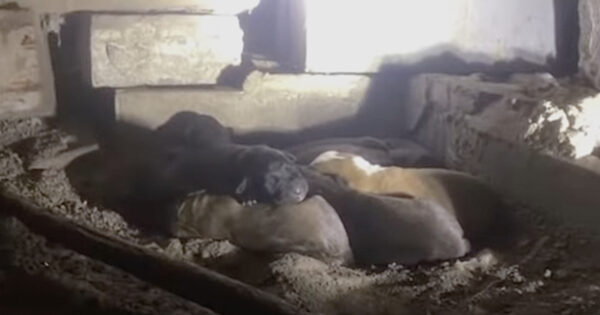 10 Puppies Who Couldn’t Even Open Their Eyes Yet Found Cuddling Under A House