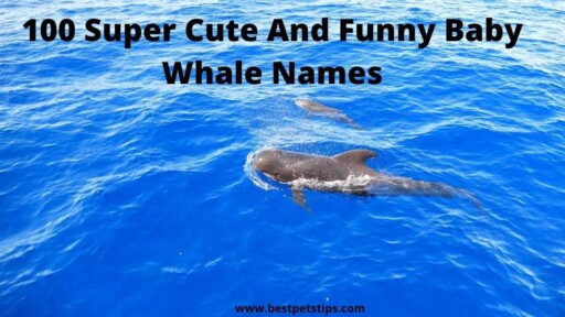 100 Super Cute And Funny Baby Whale Names