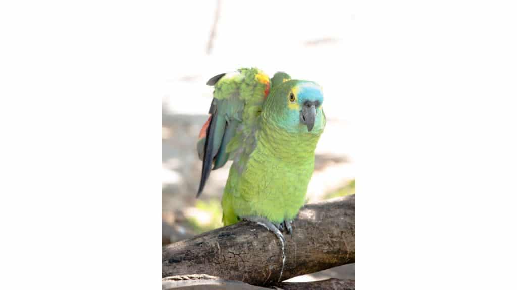 Parrot stretching its wings