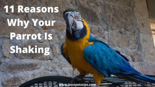 11 Reasons Why Your Parrot Is Shaking