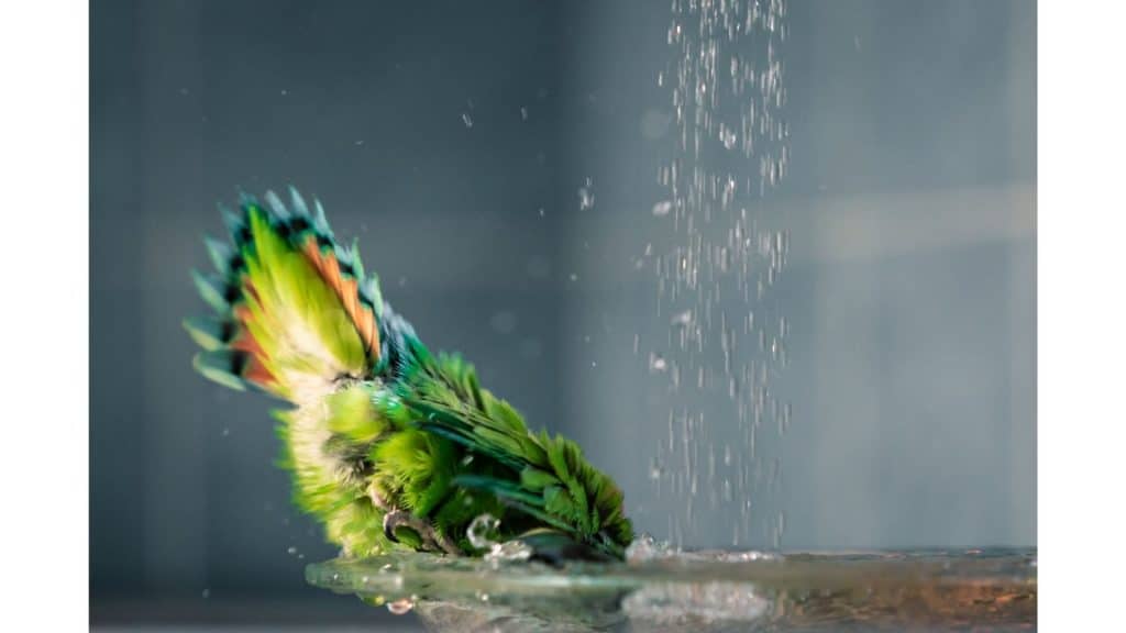 Parrot bathing