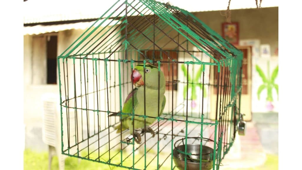 parrot in cage