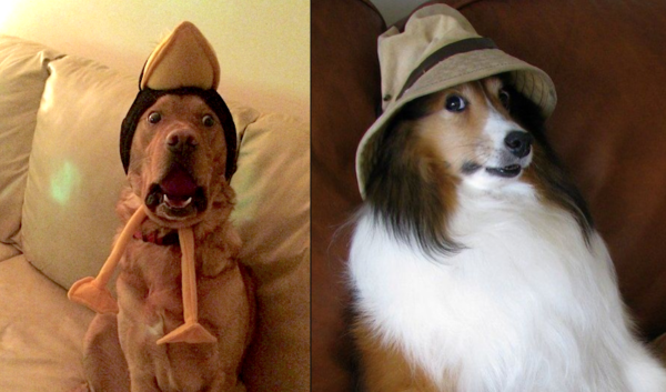 12 Dogs Who Aren’t Impressed With The Silly Hats Their Humans Picked Out