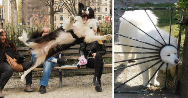 12 Dorky Dogs Just Being Themselves And Loving Life