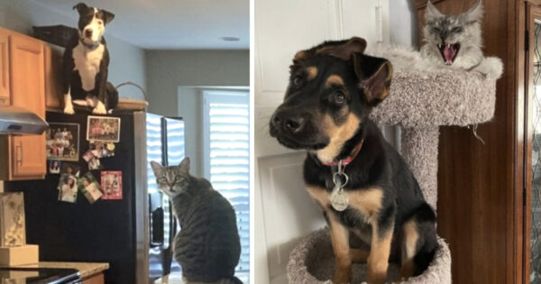13 Dogs Who Would Have Been Better Off As Cats