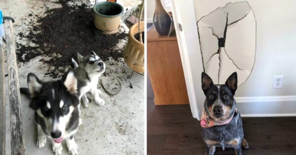 13 Of The Worst Good Boys The World Has To Offer