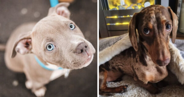 13 Sets Of Puppy Eyes To Make You Weak And Powerless