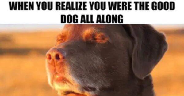 14 Dog Memes Celebrating The Good Boys