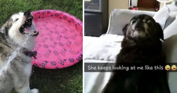 14 Dogs Being The Odd Weirdos That They Are