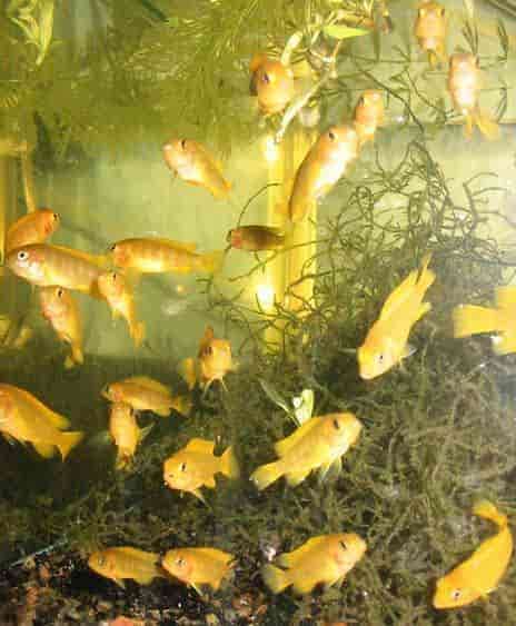 jack dempsey tank mates