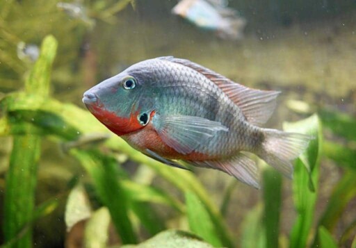 Fire Mouth Cichlids  